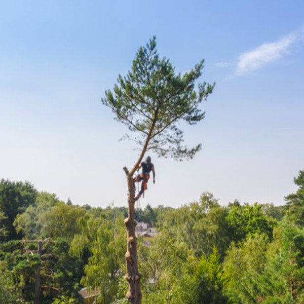 Real Tree Jackets Thumbnail